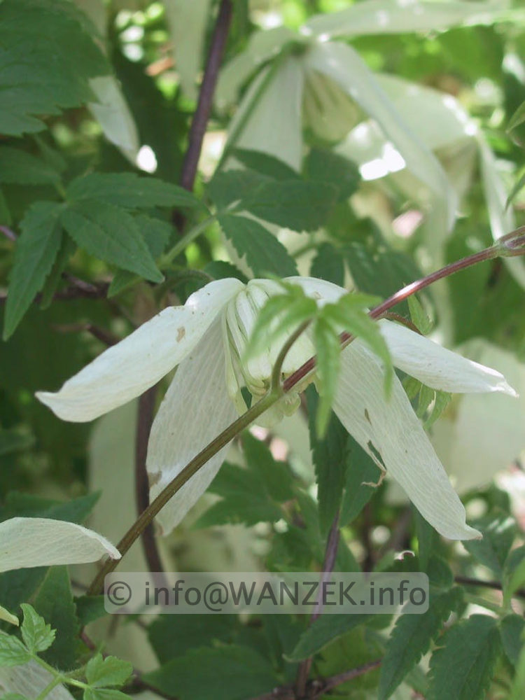 Clematis alpina Alba - Bluete.jpg